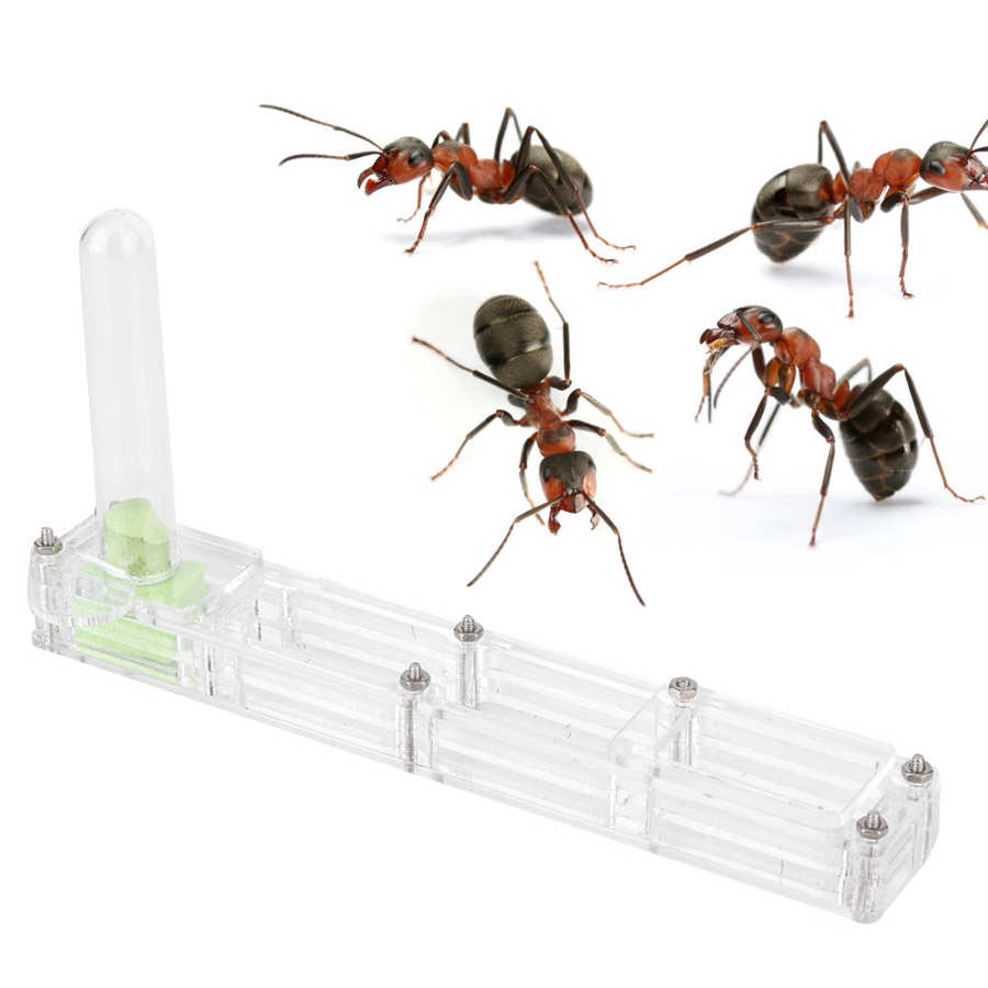 Acryl Mieren Fokken Transparante Insect Fokken Doos Formicarium Display Box Mier Living Voerbox: Transparent nest