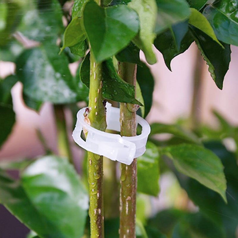 50 stk. plastik plantevinklemmer, der forbinder tomatgrøntsagsklips espalier beskyttelse podning fikseringsværktøj garnplanter