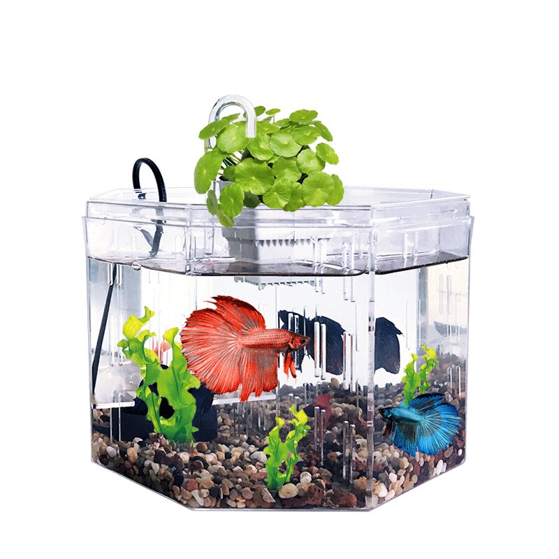 Betta-caja de aislamiento acrílica para acuario, decoración de oficina para acuario Ornamental