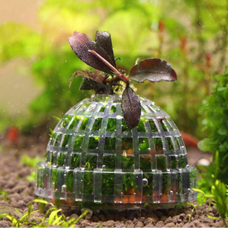 Bola de musgo transparente para acuario, bola de plástico para decoración de plantas en vivo, algas ecológicas, bolas de algas verdes, adornos