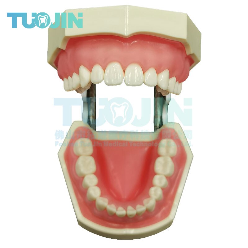 Dental Tooth Model Dental Model Oral Teaching Resin Teeth With 28 Removable Typodont Teeth Dentistry Material For Students