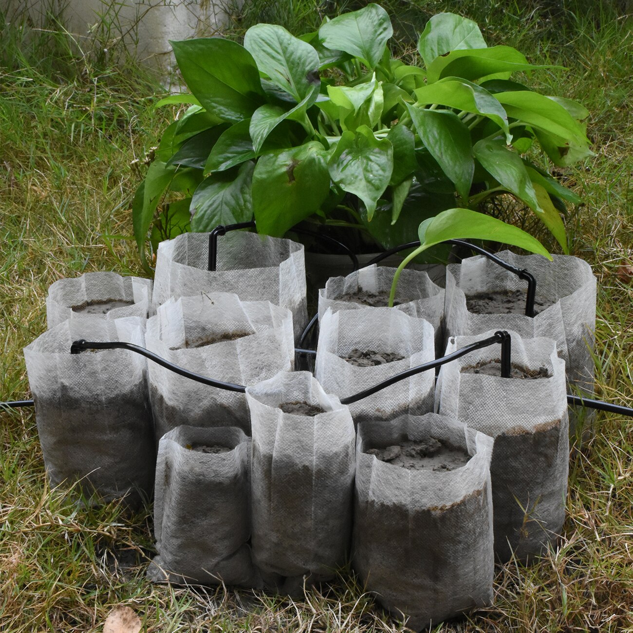 50–100 Stück Pflanzen-Sämling-Wachstumsbeutel, Pilz-Blume, biologisch abbaubar, Vliesstoff, Töpfe für Kinderzimmer, umweltfreundliche Belüftung, Gewächshaus