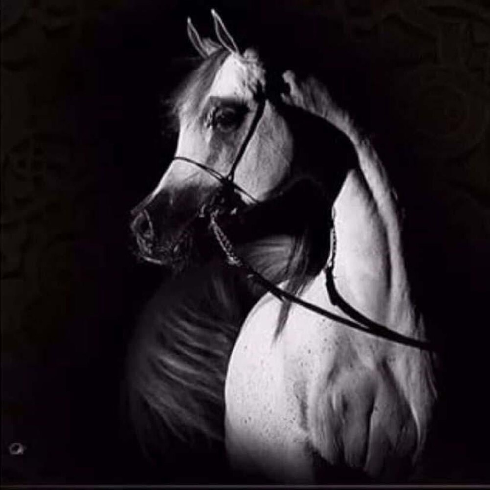 -5D Diamond Painting Embroidery Cross Stitch Kit Wall Decor Art Craft: White horse