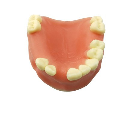 1PCS Dental Mandibular Demonstration Oral Model Implant Practice Maxillary Sinus Teaching Model Soft Gum Training Teeth model: D