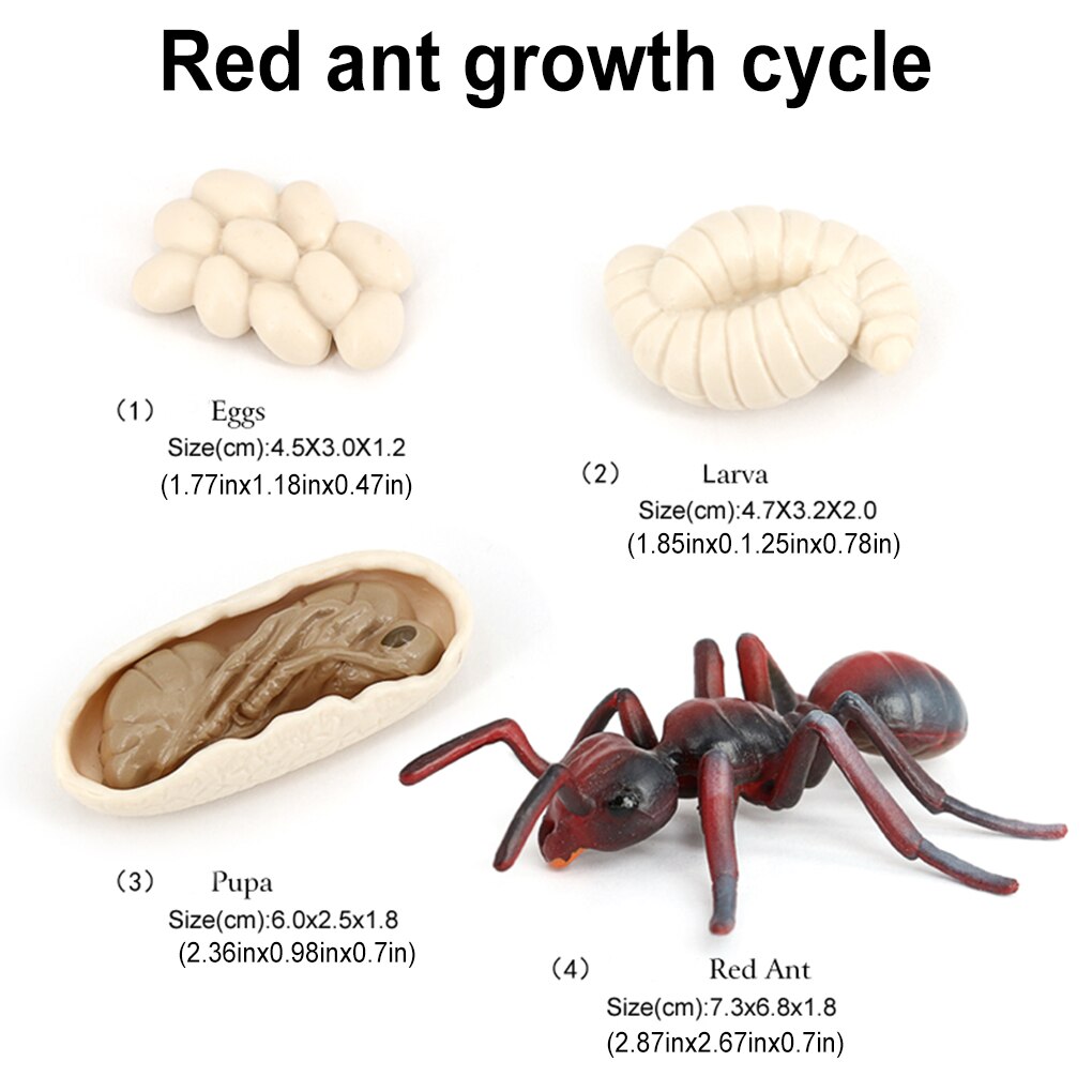 Ant Life Cycle Kit Realistic Exquisite Simulation ... – Grandado