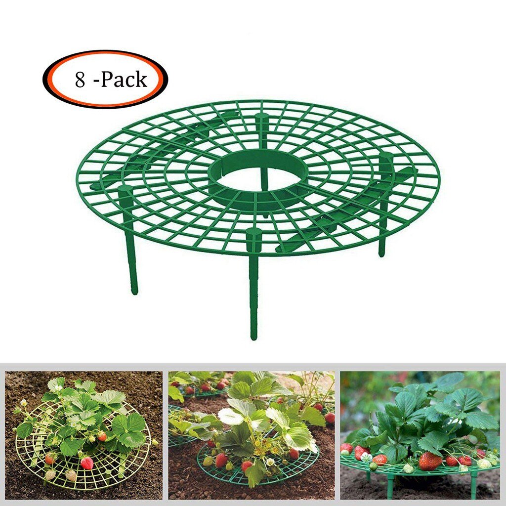 Strawberry Plant Growing Supports Plant Cages Keep Strawberries Off Rot In The Rainy Days Gardening Tools And Equipment