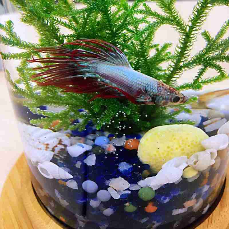 1 pièces en verre Betta Aquarium bambou Base Mini Aquarium décoration accessoires rotation décoration Aquarium accessoires