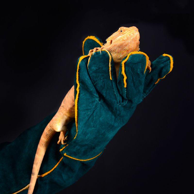 Reptil anti-bite / moden hansker trygge pustende stell hansker slange papegødu øgle ville dyr kjæledyr hansker