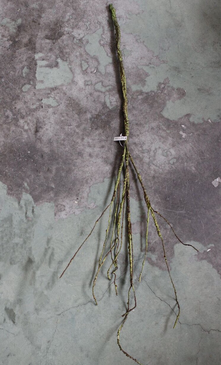 Flexable foam tree branch white sticks artificial plants indie room decor apartment decorating plantas artificiales: green