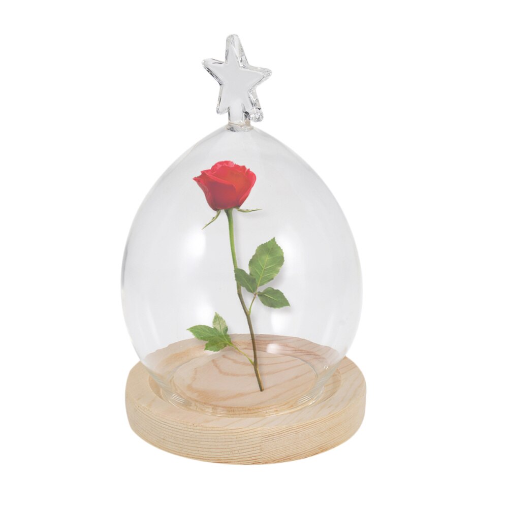 Dôme En Verre Transparent Diamètre 20cm Avec Base EVA - Support Décoratif Pour Plantes Et Objets