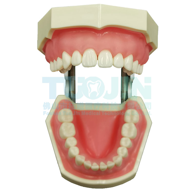 Dental Tooth Model Dental Model Oral Teaching Resin Teeth With 28 Removable Typodont Teeth Dentistry Material For Students: teeth model