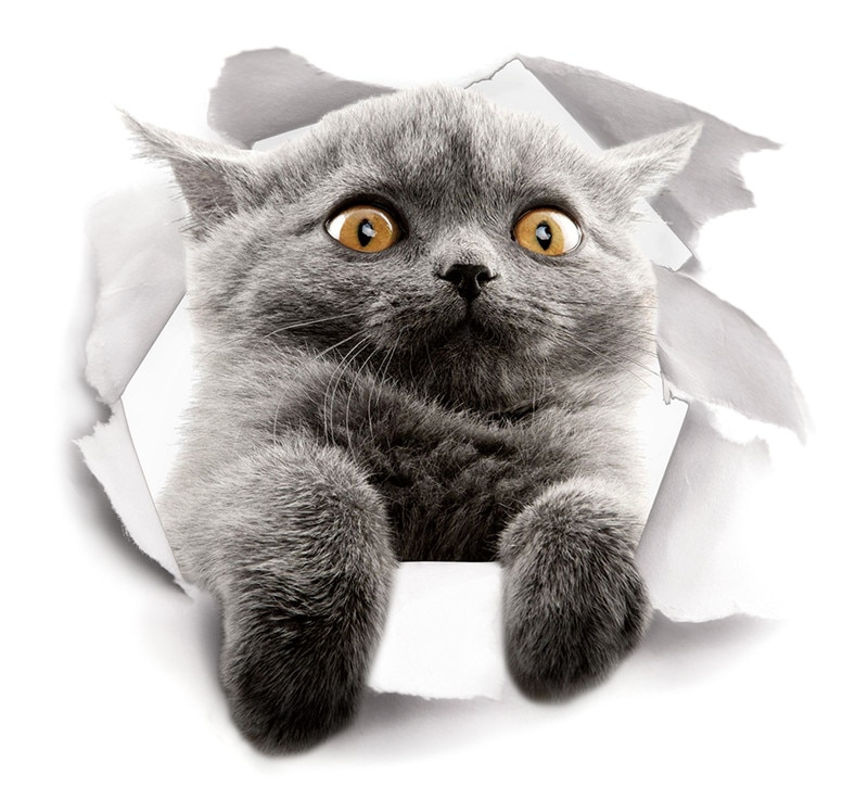 3d Vivid Gat Kat Muurstickers Muurstickers Koelkast Wc Deur Muurstickers Home Decoratie Dieren Muurschilderingen Poster