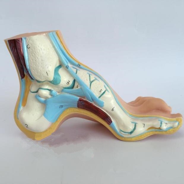 Anatomie médicale pied humain pied Normal pied plat et arqué modèle d'anatomie modèle de croquis humain pieds plats pieds hauts arqués modèle: arched