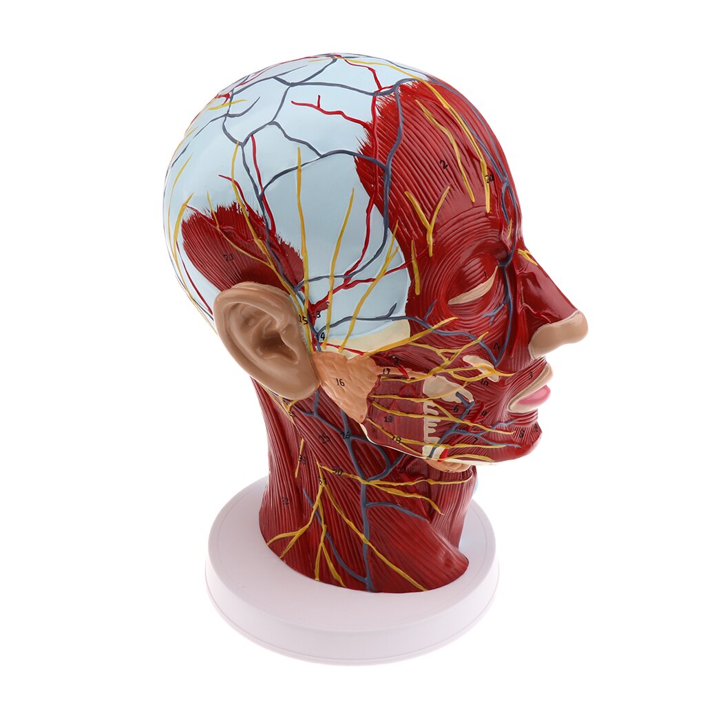 Modèle de plan Sagittal médiane | Modèle de tête pour l'enseignement et la présentation