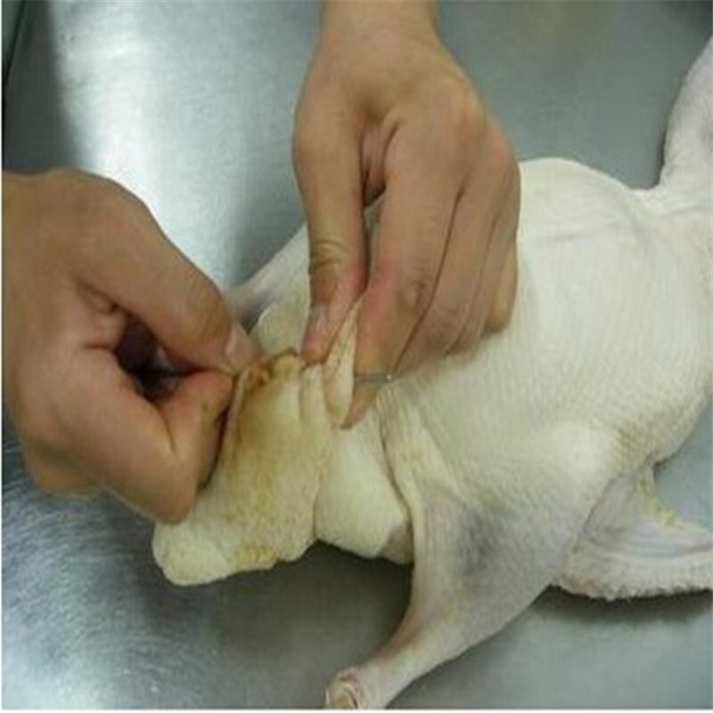 Varilla para pinchos redondos de ganso de 10 Uds., de acero inoxidable, para barbacoa, aguja, brochetas de barbacoa, utensilios de cocina, Picnic para acampar al aire libre