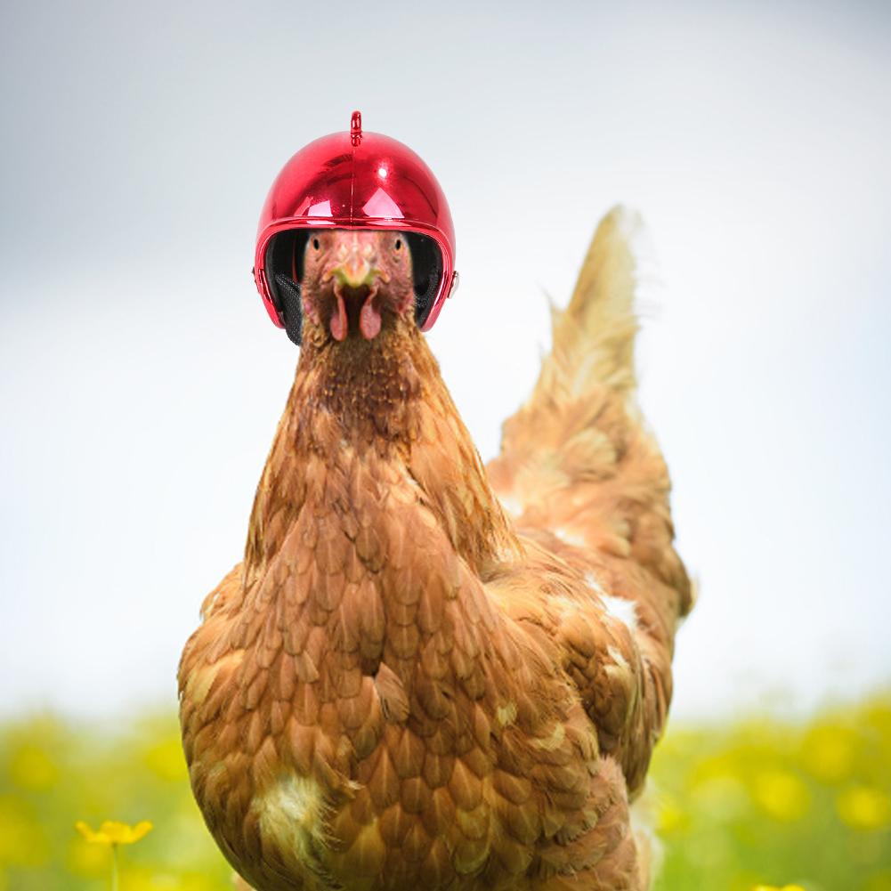 1 Uds casco para mascotas divertido casco protector de pollo gallina sombrero de pájaro duro sombrero divertido casco de pollo suministros para mascotas
