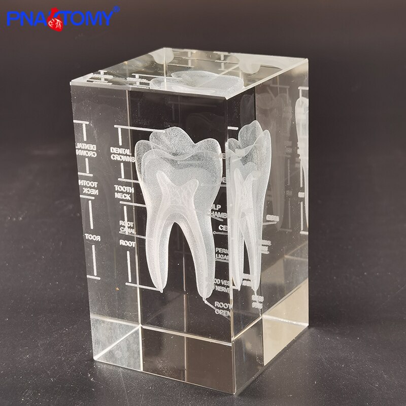 Squelette en cristal, humain, , dents, cœur, poumons, avec Instruction, modèle Transparent, démonstration médicale, anatomie