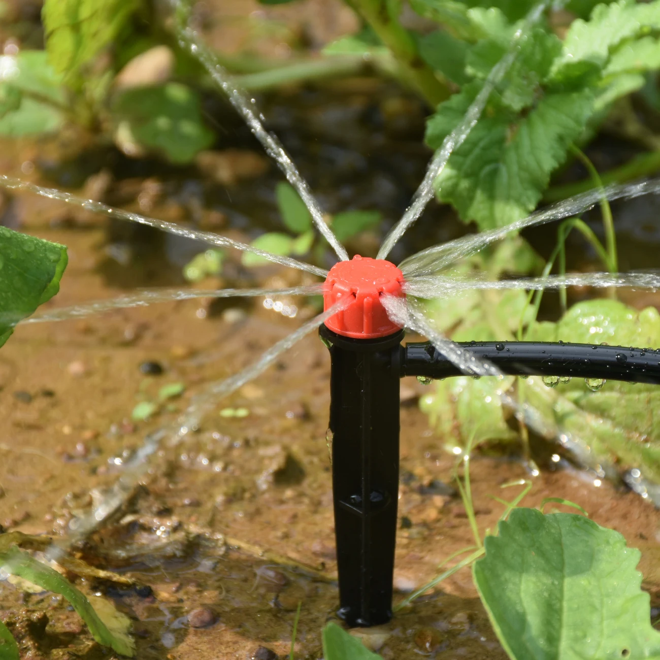 KESLA 1/4'' Hose Garden Micro Drip Irrigation Automatic Watering System Kit 13CM Sprinkler for Pot Flowers Vegetables Greenhouse