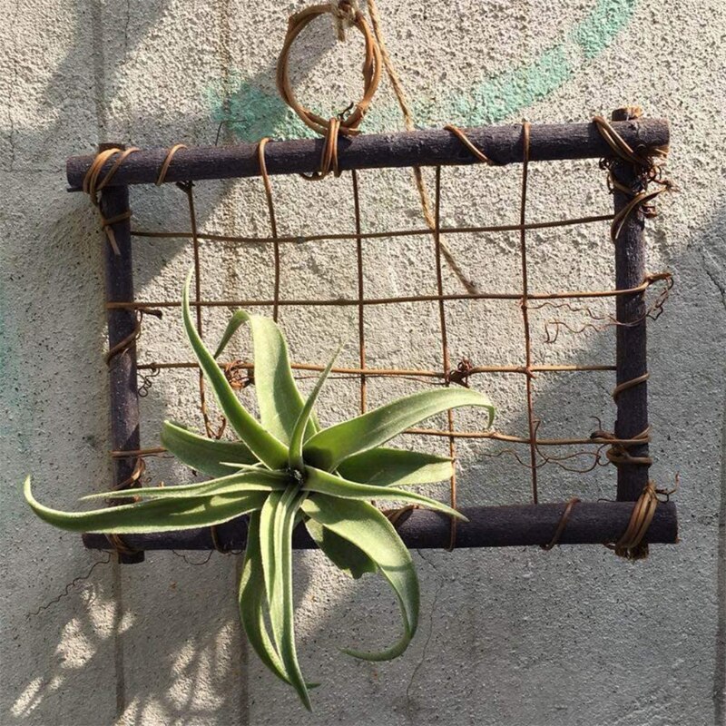 Rustic Style Air Plant Frame Holder Air Plant Rattan Frame Tillandsia Holder Wood Wall Frame Planter for Home Decor