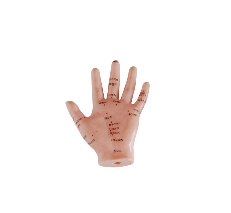 Model 13Cm Hand Model Van Acupunctuurpunten