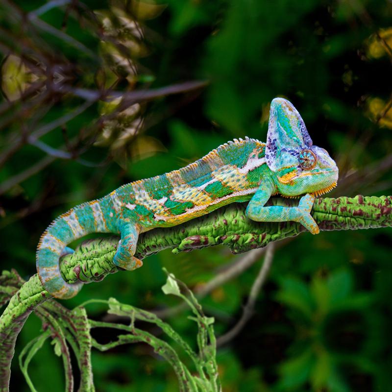 1 Pc gad wino małe zwierzęta siedlisko las schylać się oddział dla jaszczurki