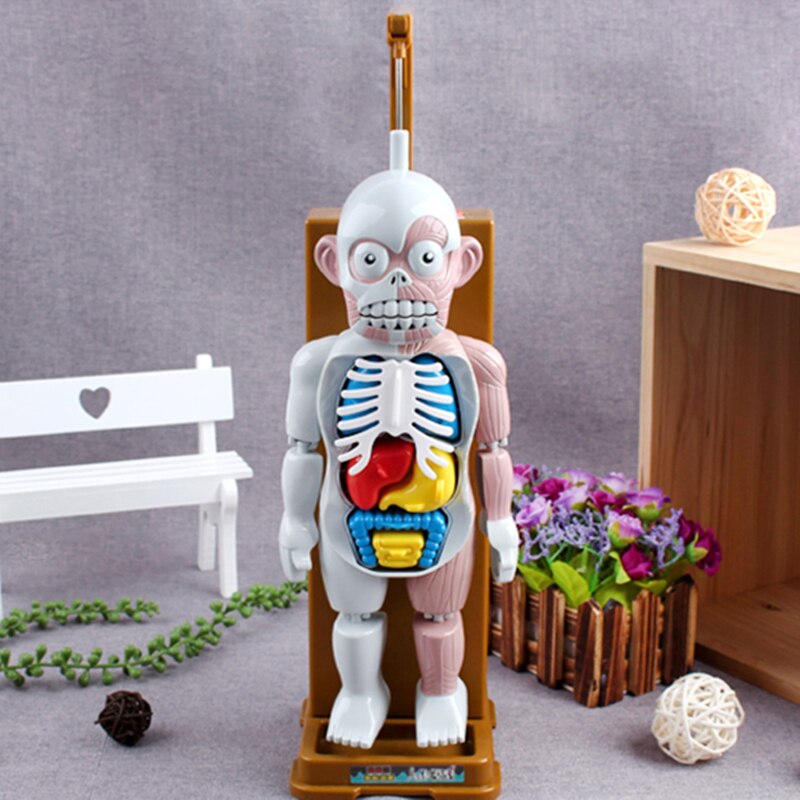 1 Pcs Fun Human Model Home Decoration Skeleton mod... – Grandado