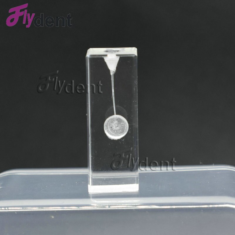 Dental Endo Training Block Endodontics student teaching Model practice model dentistry