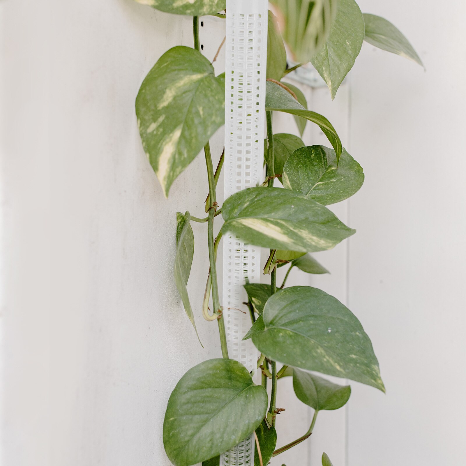 2 stk plante klatresøjle monstera albo borsigiana søjle stativ vand mos søjle støtte plante blomster støtte bryllup haven