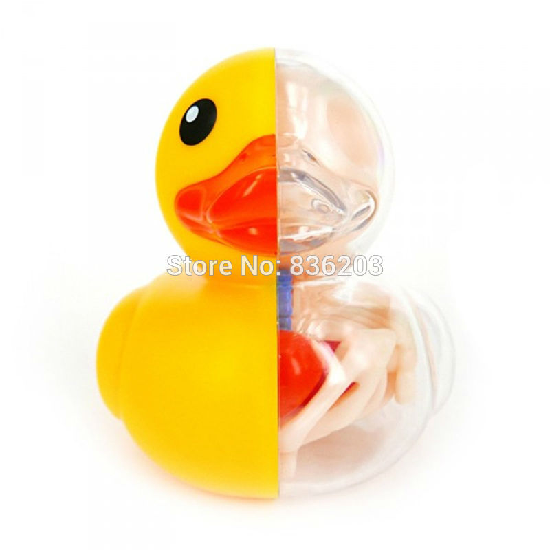 4D master bain Ducky drôle modèle d'anatomie médical crâne humain squelette modèle anatomique Science jouets éducatifs