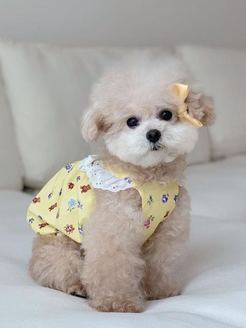 Hond Kleren Lente En Zomer Kat Kleren Kleding Vest Sling Kleine Hond Dunne Gedeelte Teddy Bomei: YELLOW / L