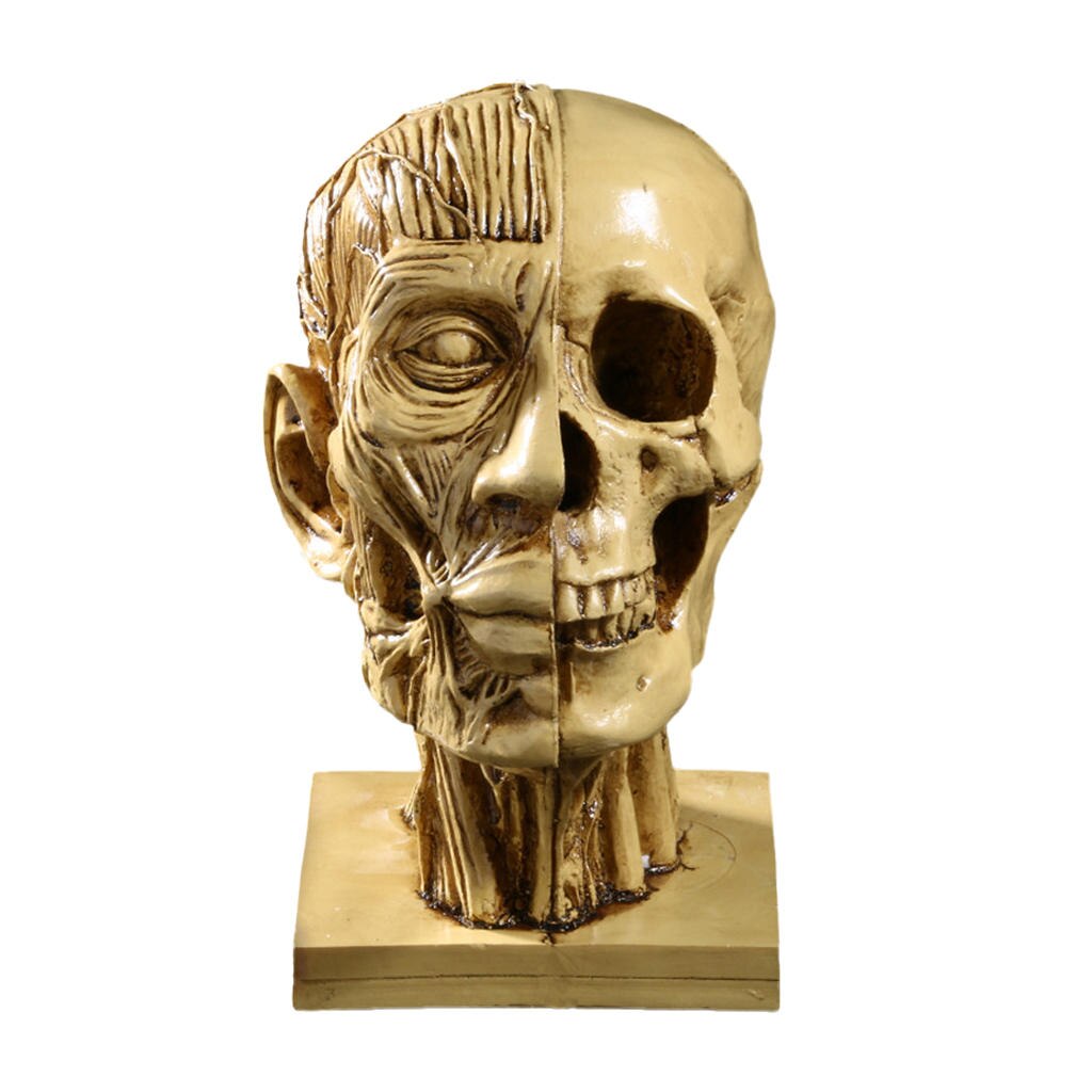 Realistic Human Skull Muscle Head Resin Model Home Bar Decor Yellow