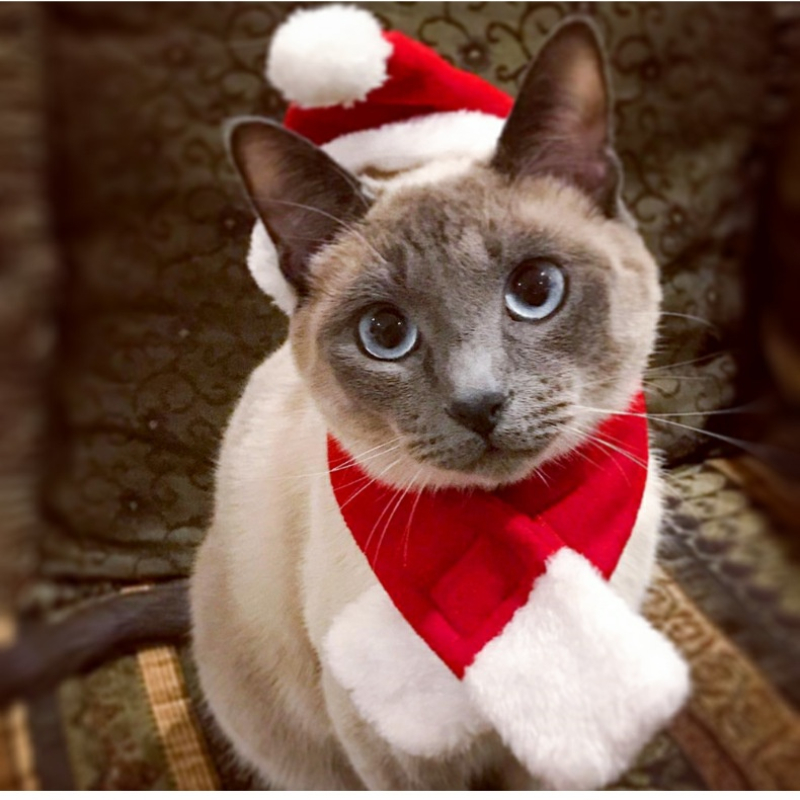 Hond Kat Pet Kerstman Hoed Met Sjaal Kostuum Set En Rood Party Decoratie Dieren Navidad Kerst