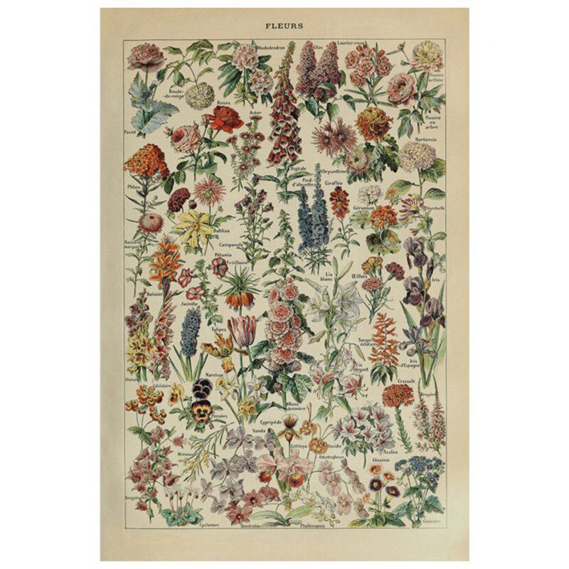 Vintage Adolphe Millot Encyclopedia Posters Butterfly Mushrooms Herbs Flowers Insect Classic Wall Stickers Vintage Poster: 42x30cm / Burgundy