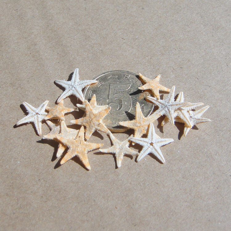 50pc mini sjöstjärnor sjöstjärna skal strand bröllop hantverk gör inredning miniatyr