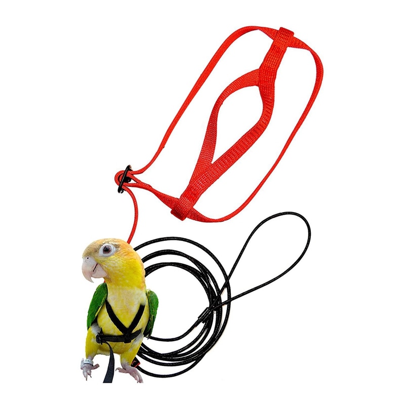 Meilleur 2x harnais et laisse pour oiseaux de compagnie, laisse de harnais pour oiseaux perroquet réglable-harnais et laisse de corde d'entraînement Anti-morsure pour animaux de compagnie (XS & P)