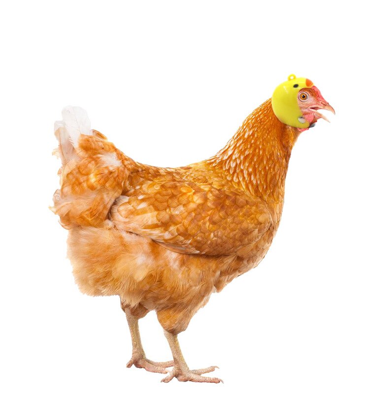 Casco de seguridad para gallinas, casco pequeño para mascotas, pollo, pato, codorniz