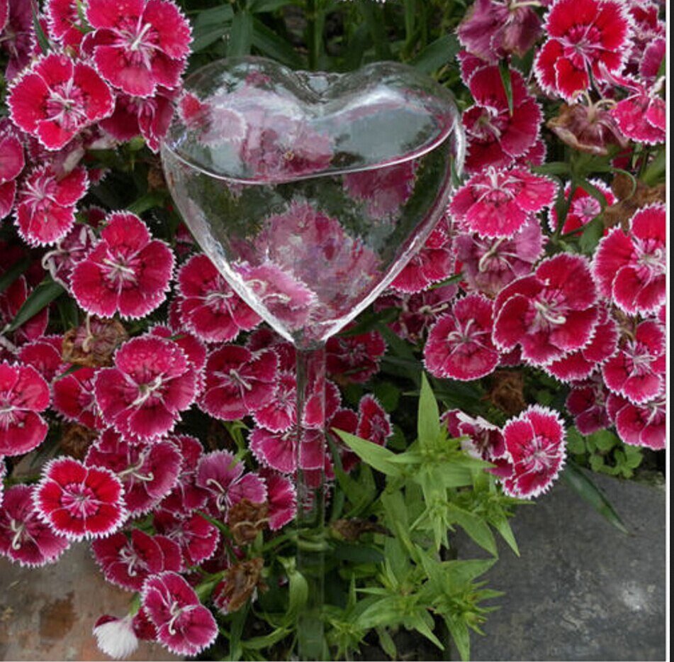 Alimentador automático de agua para plantas y flores, dispositivos de autorriego, alimentador de agua de vidrio transparente, forma de pájaro, 6 formas: heart