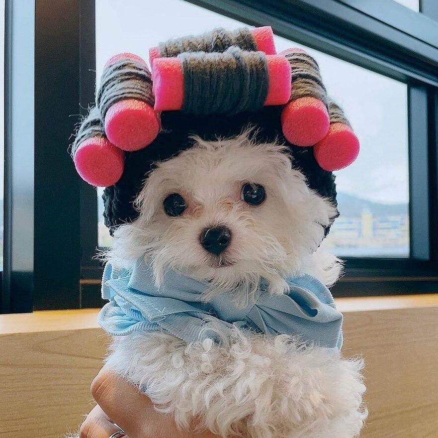Chapeau Pour Chien En Flanelle Léopard - Bonnet Chaud Mignon Pour Animal, Ajustable, Pour Hiver, Jeux De Rôle