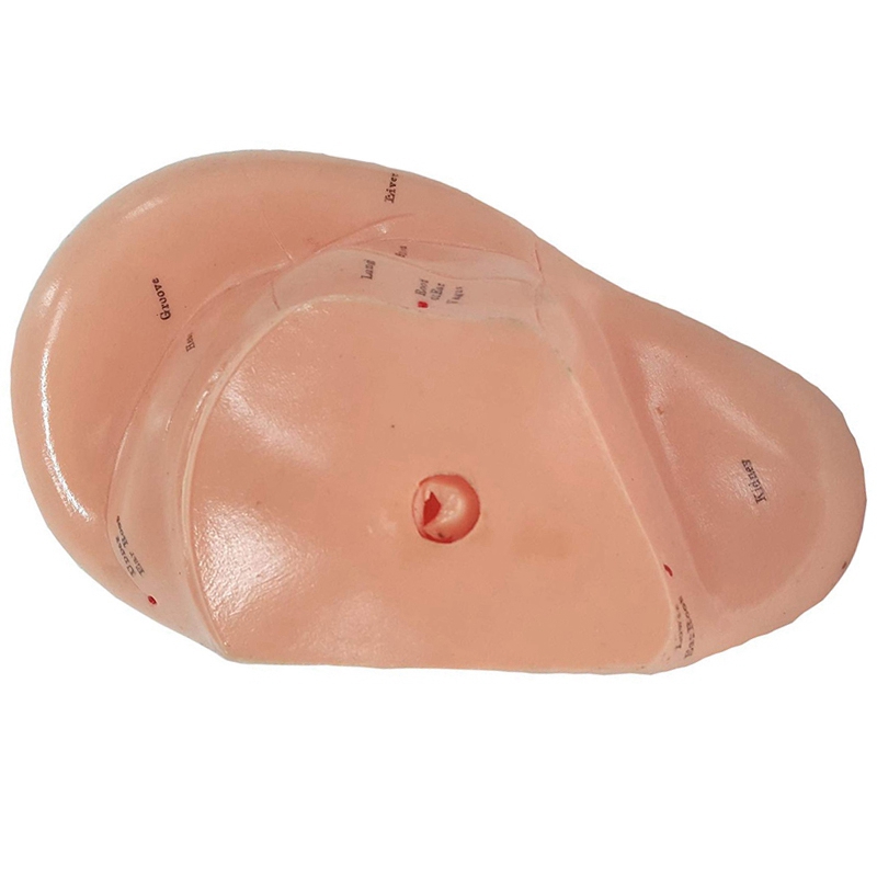 English Version Ear Acupuncture Earpins Model Model Auricular Application Model Ear Acupuncture Points Model