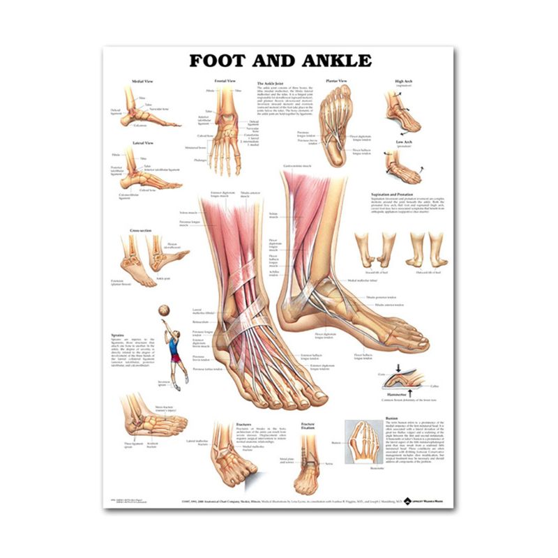 Muscular &amp; Skeletal System Anatomical Poster Set - Human Skeleton &amp; Muscle Anatomy - Single Sided19&quot; x 27&quot;