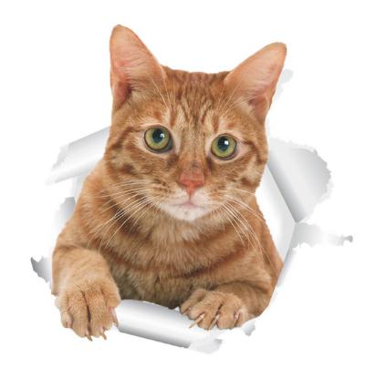 1 Piece 3D Cat Stickers, Family Wall sticker Decals, Window, Bedroom, Bathroom, Bath Seat Decor, Kitchen Accessories: HM014197