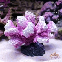 Aquarium Decoratie Koraal Kleurrijke Hars Kunstmatige Coral Meststof Zeester Aquarium Accessoires Ingemaakte Landschap Accessoires: 9