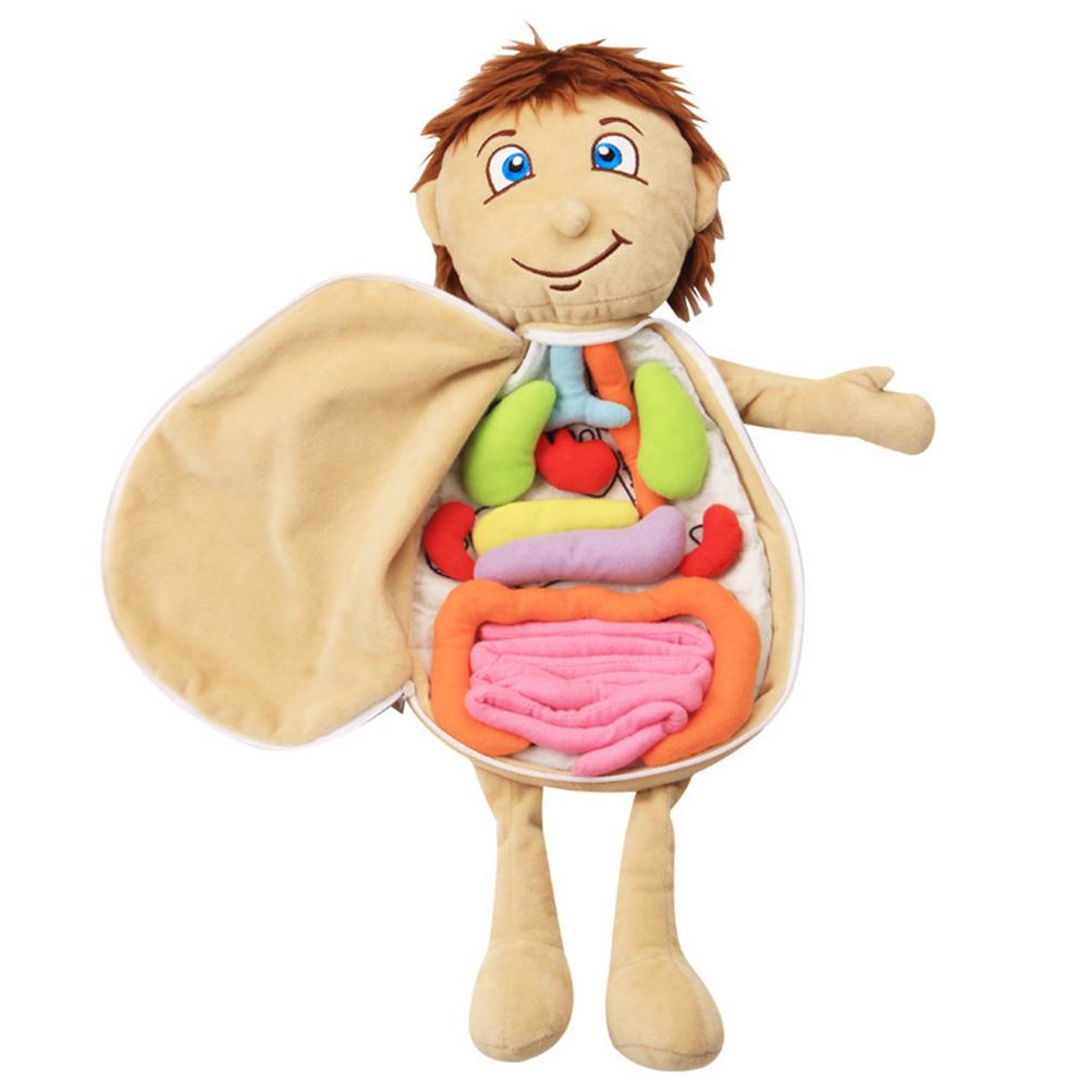Kids Human Plush Model Anatomy Doll Boy And Girl Human Structure Cognition Educational Soft Toy For Preschool Toys: Default Title