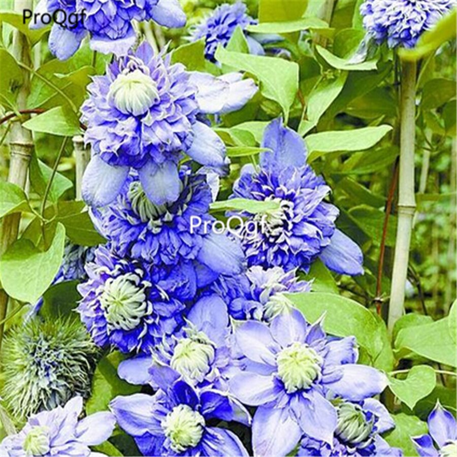 Ngryise 10 Stuks Een Set Clematis