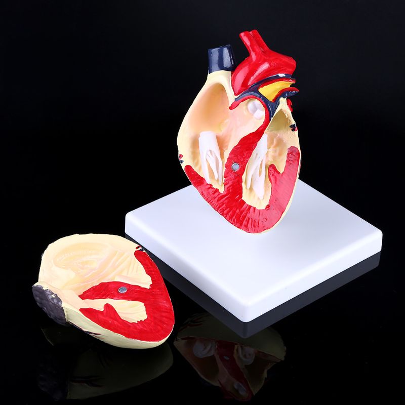 Anatomía del corazón canina para perros, modelo , órgano de animales para mascotas, ayuda educativa para estudiar
