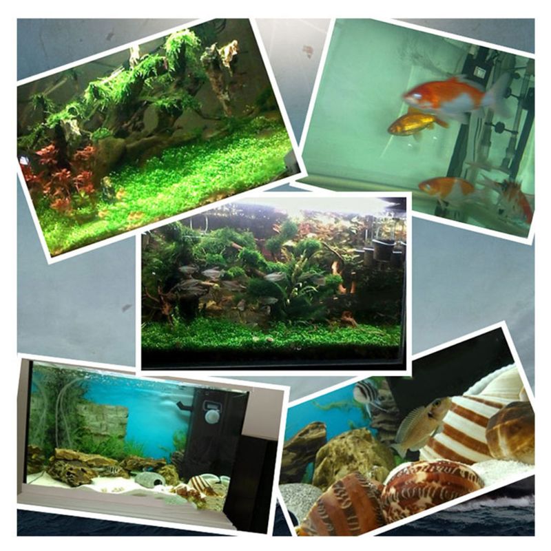 Aquarium Nitrifizierende Bakterien Superkonzentrierte Kapselfische für sauber Puri