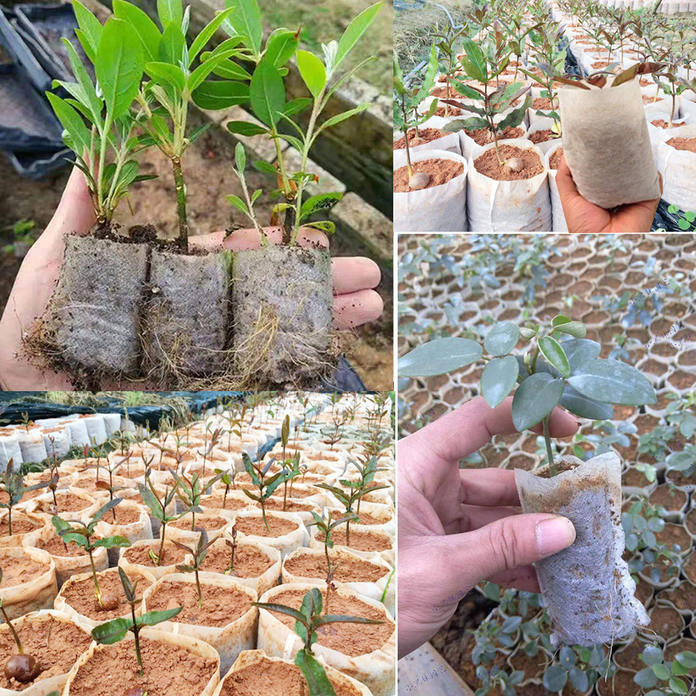 50/100PCS Fabric Biodegradable Nursery Bags Non-Woven Eco-Friendly Seedling Plants Pot for Garden Greenhouse Cultivate Growing