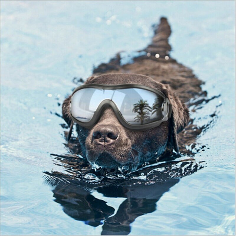 Justerbare kæledyrs hundebriller solbriller anti-uv solbriller øjenbeskyttelse beskyttelse vandtæt solbriller kæledyrsforsyning