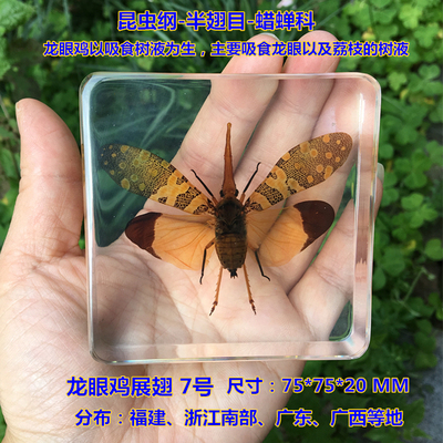 Animal Specimen Onderwijs Kinderen Speelgoed Dier Vlinder Hars Specimen Amber Goederen Van Voor Display Eerder Dan Voor Dragonfly: Deep Blue
