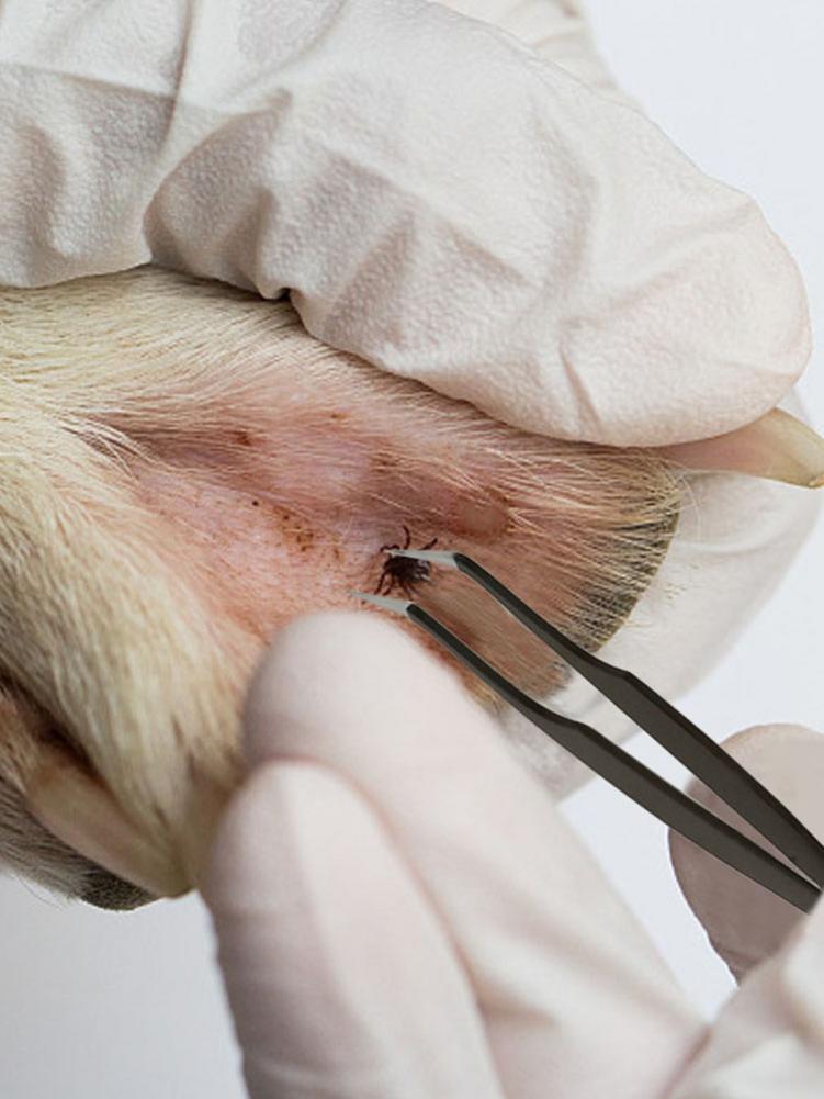2-In-1 Rvs Tick Pincet Professionele Quick Tick Removal Tool Voor Kat Hond Mensen Hond Tick verwijdering